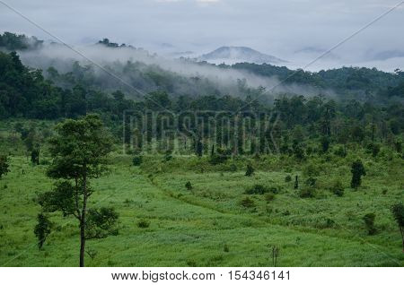 forest and blue sky is background and have plantiful
