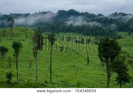 forest and blue sky is background and have plantiful