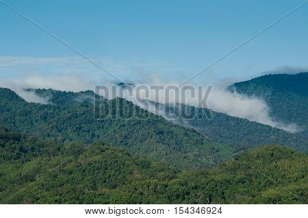 forest and blue sky is background and have plantiful
