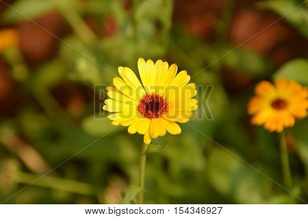 Horizontal of single yellow daisy over blurred background