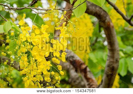 Cassia fistula is plant of thailand and its flower is Thailand's national flower.