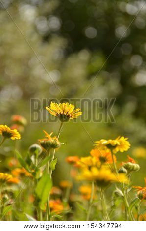 Yellow daisy garden on sunny day, with blurred background