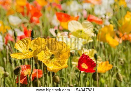 closeup of colorful oriental poppies on meadow
