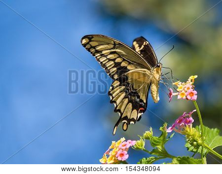 The Giant Swallowtail (Papilio cresphontes) butterfly feeding on Lantana flowers. Blue sky background with copy space.