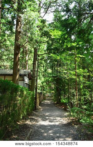 Shady and bushy walk way in the garden