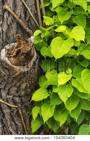 the beautiful branch of the pipal tree