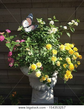 Colorful flower in the pot under sun light