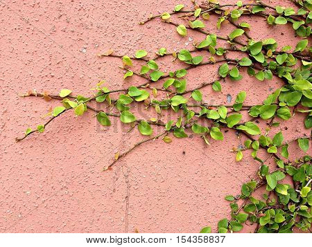 Background of Velcro green plant climbing on red wall, Coatbutton on red wall, Red wall covered with Velcro green texture background