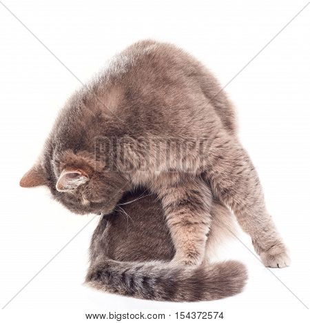 The gray cat sits and licks a back. It is isolated on a white background. The muzzle of a cat isn't visible he was bent and reaches for a tail