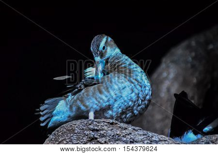Parrot Tropical Bird