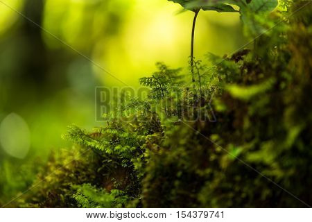 Thailand tropical forest jungle, dot inthanon, Chiangmai, Thailand