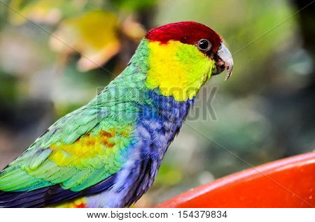 Parrot Tropical Bird
