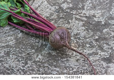 fresh ripe organic roots beet assembled into garden. agriculture background