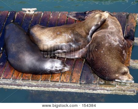 Sen sealions