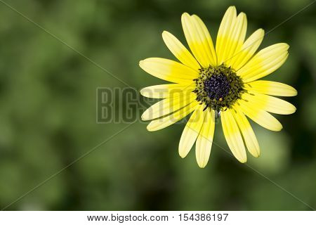 Arctotheca calendula a yellow daisy like flower commonly known as cape weed. Also known as cape dandelion cape marigold plain treasure and capeweed. A common weed in South Australia