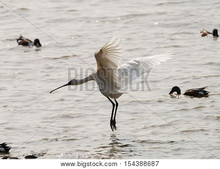 Black-faced Spoonbill