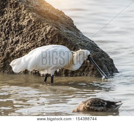Black-faced Spoonbill