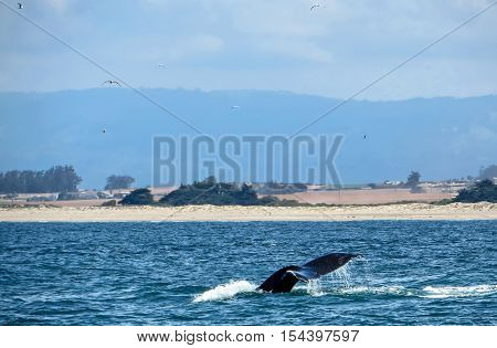 The tail of a humpback whale in the ocean by the coast
