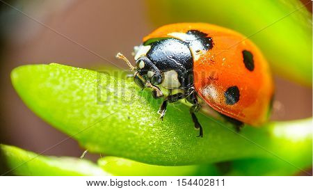 Ladybug sitting on a flower leaf warm spring day