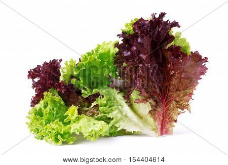 vegetable salad lettuce Lollo Rosso isolated on white background. Sheet of curly violet lettuce