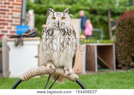 Close up portrait of an eagle owl (Eagle Owl) with beautiful orange eyes and crack statistic delicate appearance. Biggest owl species that exists