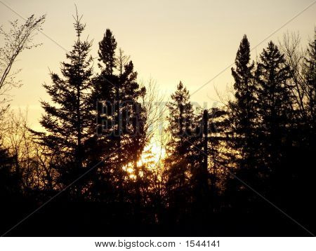 夕阳背后的常青树