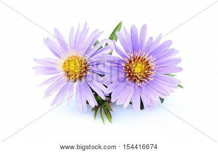 Purple asters close-up isolated on white background.