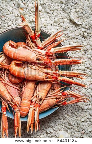Fresh seafood straight from the sea on white rocks