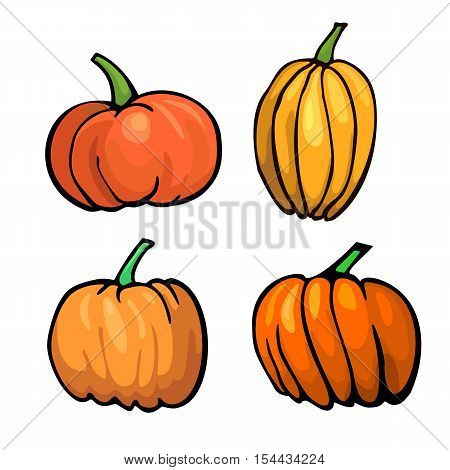 Pumpkins collection for Thanksgiving day design. Fresh orange pumpkins isolated on white background. Autumn harvest symbol. Vector illustration