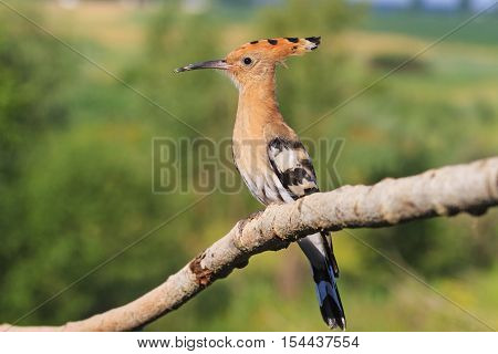 rare hoopoe sitting on a branch on a background summer landscape, colorful feathers, the bird disappears, bangs, Upupa epops