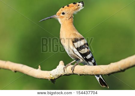 hoopoe sitting on a branch on a green background, colorful feathers, the bird disappears, bangs, Upupa epops