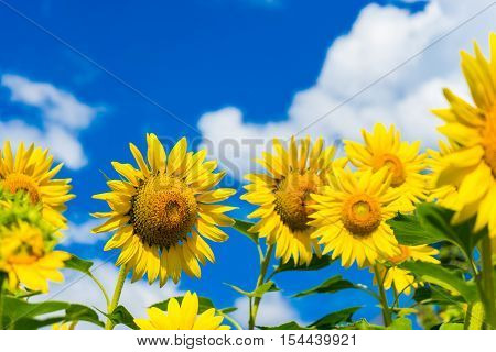 Field Of Blooming Sunflowers On Background Blue Sky And Clouds