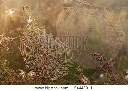 Two webs of the spider.Two big spider webs in the morning in the field on the dry grass blur and legible webs.