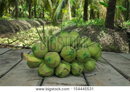 Green coconut on blurly backgroud of coconut garden