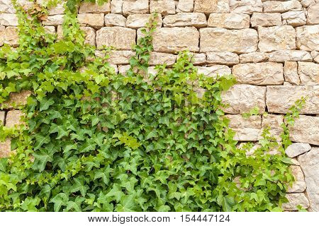Plant on wall. Creeper over brick wall. Texture of the climbing ivy on brick wall.