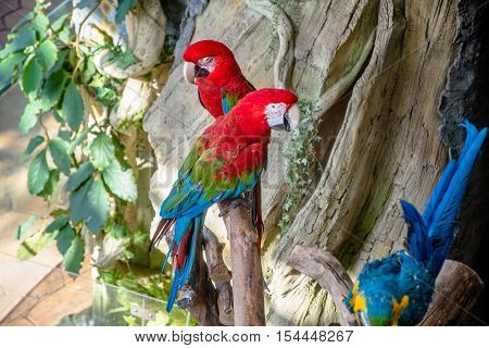Green winged macaw sitting on a branch