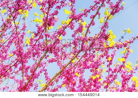 Pink flowers on cercis chinensis or chinese eastern redbud tree against blue sky