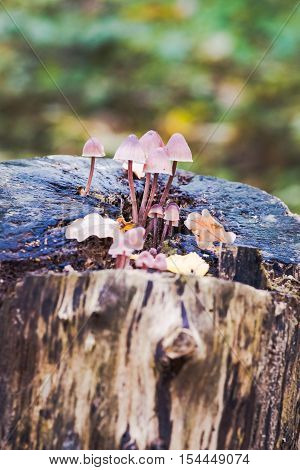 Close-Up of mushroom / A group of mushrooms toadstools wild forest fungi Small fungi Fungi Mushroom with blur background