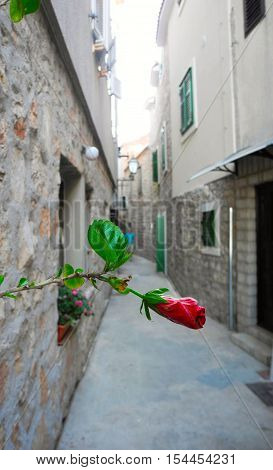 Hibiscus flower in the old town of Vodice.