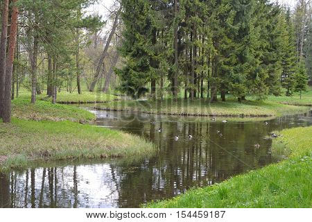 Fir-trees surrounded by a pond in Catherine park Tsarskoye Selo (Pushkin) suburb of Saint Petersburg Russia