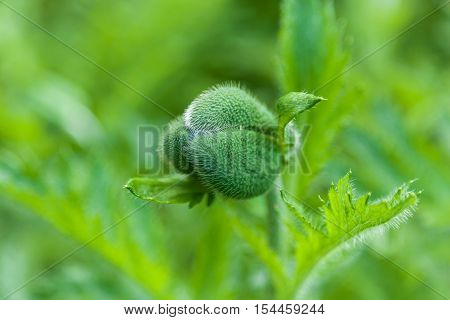 Poppy bud. Three-edged shaggy poppy bud saturated green color with spiky green leaves on the sides of a long stem.