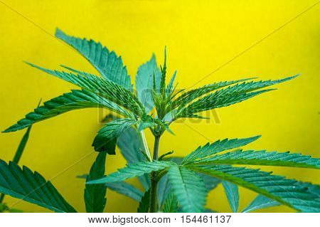 Medical Cannabis Marijuana