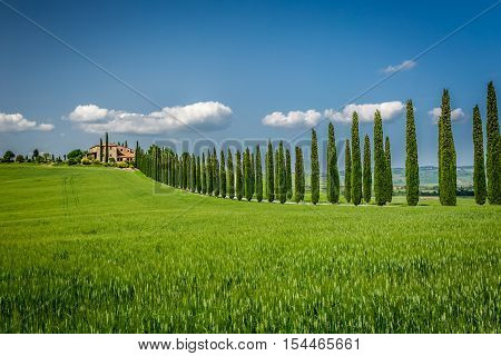 Tuscany road with cypresses trees in summer, Italy