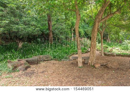 Tree Logs At The Aclimacao Park In Sao Paulo