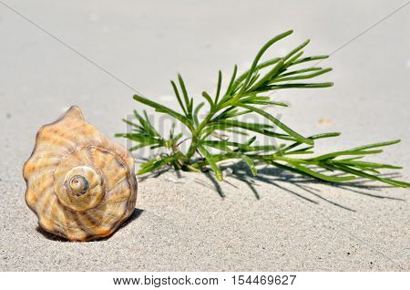 An Empty Shell Lying On The Sand In The Desert.