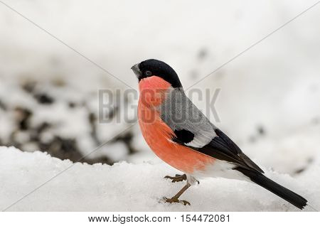 Bullfinch (Pyrrhula pyrrhula, Eurasian Bullfinch) sitting on a snow surface. Christmas symbol. Winter natural background