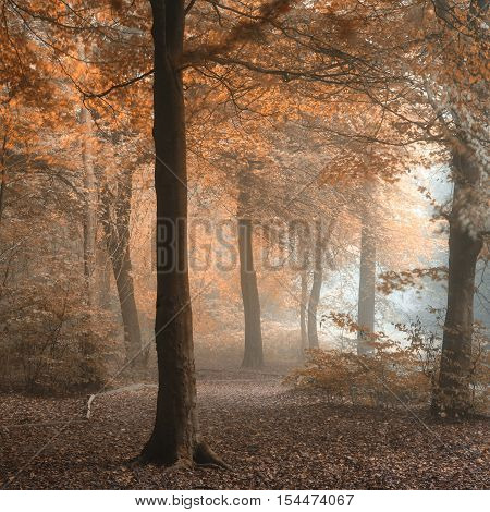 Stunning Colorful Moody Vibrant Autumn Fall Foggy Forest Landscape