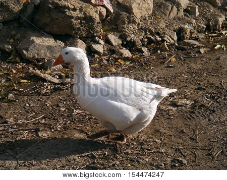 a dedicated state of the white goose friends