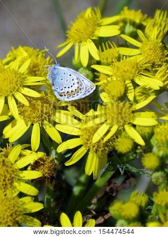 silver studded blue butterfly on ragwort flower