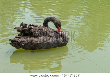 Duck Swimming At The Aclimacao Park In Sao Paulo